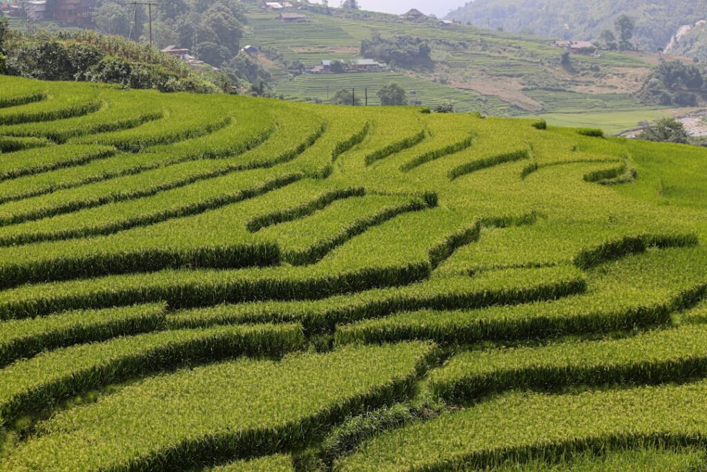 Marketing Digital no Agronegócio: Estratégias Modernas para o Campo